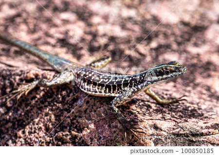 Lizard at the Buracao waterfall, Ibicoara, Chapada Diamantina in Bahia, Brazil Lizard at the Buracao waterfall, Ibicoara, Chapada Diamantina in Bahia, Brazil 100850185