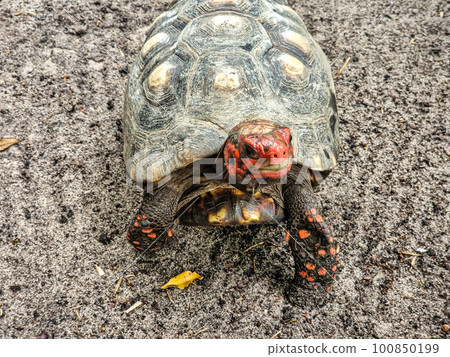 The red-footed tortoise, Chelonoidis carbonarius at Imbassai, Bahia, Brazil 100850199