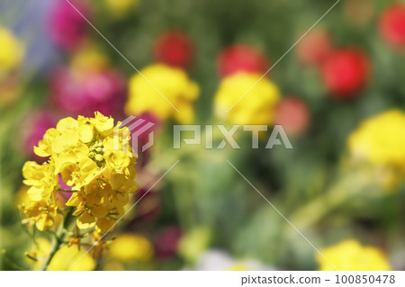 盛開的美麗黃色油菜花 100850478