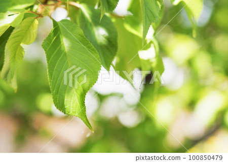 沐浴在陽光下的新鮮綠葉 100850479