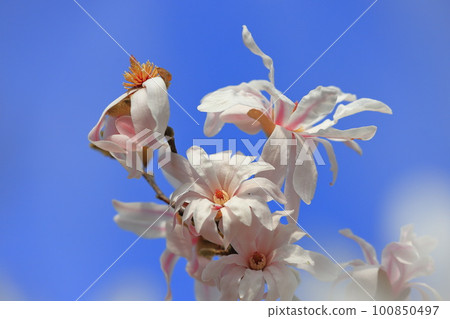 Shidekobushi in full bloom 100850497