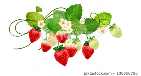 Cute watercolor style frame illustration material of strawberry and leaf 100850780