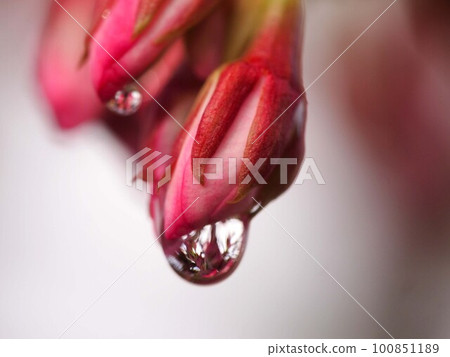 Close-up of water droplets on cherry blossom buds (pink buds and raindrops of cherry blossoms before flowering) Close-up of water droplets on cherry blossom buds (pink buds and raindrops of cherry blossoms before flowering) 100851189