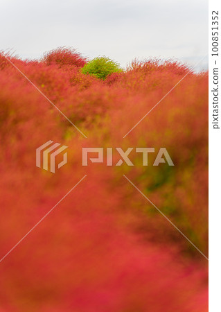 紅色地膚山中的綠色地膚 100851352