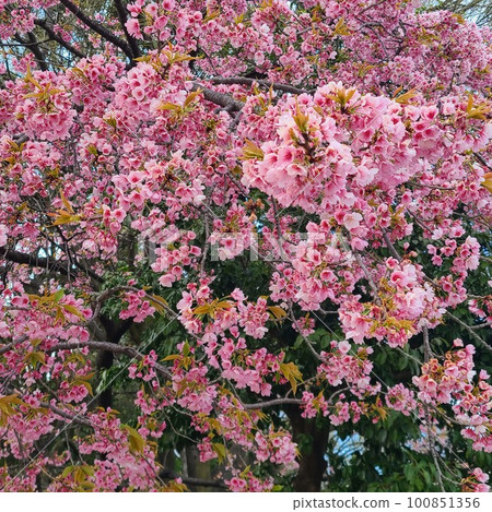 名古屋城周邊的櫻花 名古屋城周邊的櫻花 100851356