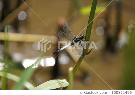 a dragonfly perches on a leaf a dragonfly perches on a leaf 100851496