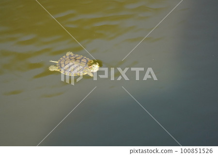 Baby turtle adventuring in the pond 100851526