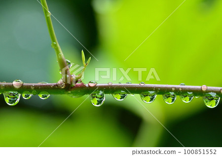 Beautifully arranged leaves with water droplets Beautifully arranged leaves with water droplets 100851552