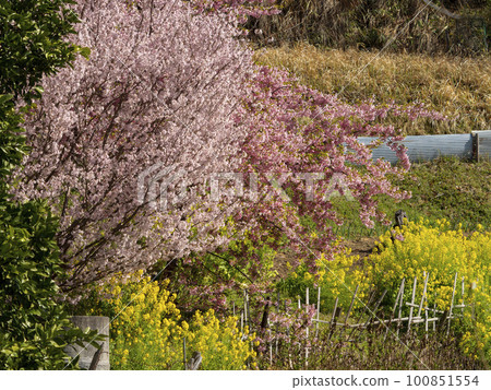 明日香村梯田上盛開的櫻花和油菜花 明日香村梯田上盛開的櫻花和油菜花 100851554