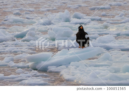 棲息在流冰上的虎頭海雕 100851565