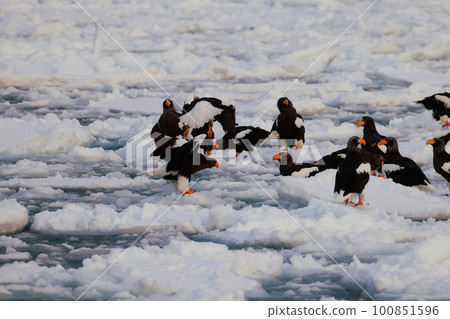 Steller's sea eagle perched on drift ice Steller's sea eagle perched on drift ice 100851596