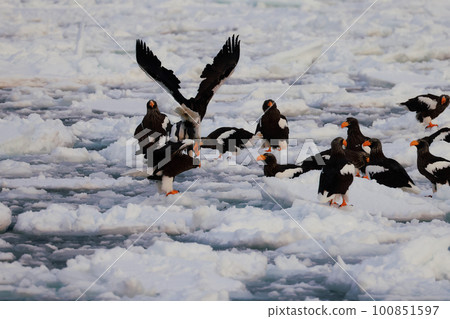 Steller's sea eagle perched on drift ice Steller's sea eagle perched on drift ice 100851597