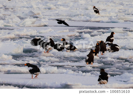 棲息在流冰上的虎頭海雕 100851610