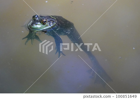 frog legs long frog legs long 100851649