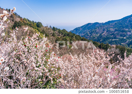 （神奈川縣）湯河原梅林、梅宴 100851658