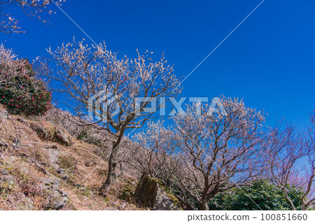 （神奈川縣）湯河原梅林、梅宴 100851660