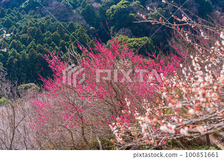 (神奈川縣)湯河原梅林、梅宴 (神奈川縣)湯河原梅林、梅宴 100851661
