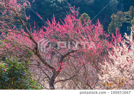 (Kanagawa Prefecture) Yugawara Plum Grove, Plum Banquet (Kanagawa Prefecture) Yugawara Plum Grove, Plum Banquet 100851667