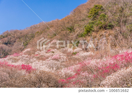 （神奈川縣）湯河原梅林、梅宴 100851682