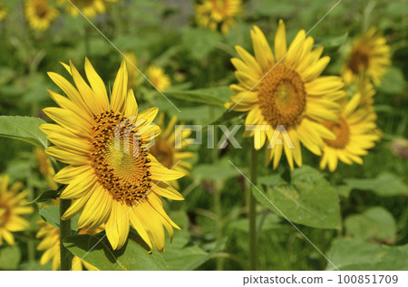 Sunflower flower Sun Festa Sunflower Sunflower flower Sun Festa Sunflower 100851709