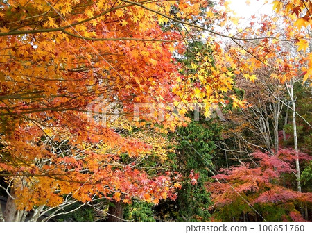 秋天的落葉在山上 Photo 秋天的落葉在山上 Photo 100851760