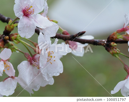 Cherry blossoms wet in the rain 100851797