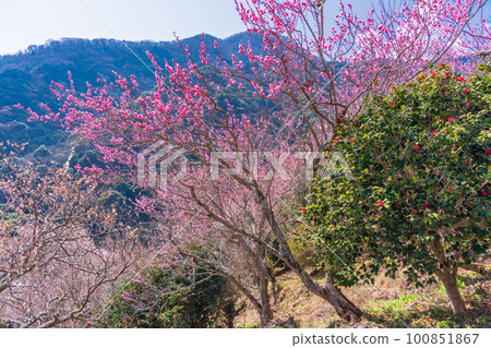 (Kanagawa Prefecture) Yugawara Plum Grove Plums and camellias blooming on the promenade (Kanagawa Prefecture) Yugawara Plum Grove Plums and camellias blooming on the promenade 100851867