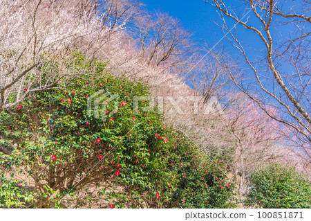 (Kanagawa Prefecture) Yugawara Plum Grove Plums and camellias blooming on the promenade (Kanagawa Prefecture) Yugawara Plum Grove Plums and camellias blooming on the promenade 100851871
