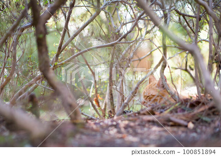 A stray cat sleeping comfortably in the bushes of a Kyoto park 100851894