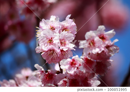 Cherry blossoms in full bloom shining in the blue sky Cherry blossoms in full bloom shining in the blue sky 100851995