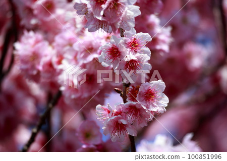 Cherry blossoms in full bloom shining in the blue sky Cherry blossoms in full bloom shining in the blue sky 100851996