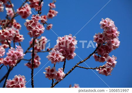 Cherry blossoms in full bloom shining in the blue sky Cherry blossoms in full bloom shining in the blue sky 100851997