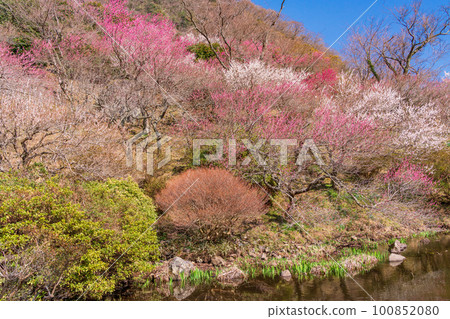 (Kanagawa Prefecture) Yugawara Plum Grove Plum Banquet Red and white plum blossoms along the waterside (Kanagawa Prefecture) Yugawara Plum Grove Plum Banquet Red and white plum blossoms along the waterside 100852080