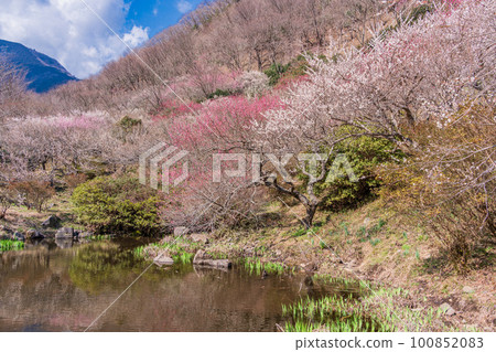 （神奈川縣）湯河原梅林梅宴水邊的紅白梅花 100852083