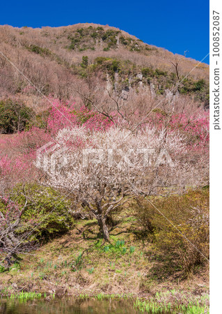 (神奈川縣)湯河原梅林梅宴水邊的紅白梅花 (神奈川縣)湯河原梅林梅宴水邊的紅白梅花 100852087