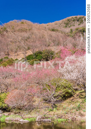(神奈川縣)湯河原梅林梅宴水邊的紅白梅花 (神奈川縣)湯河原梅林梅宴水邊的紅白梅花 100852088