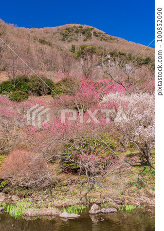 (Kanagawa Prefecture) Yugawara Plum Grove Plum Banquet Red and white plum blossoms along the waterside (Kanagawa Prefecture) Yugawara Plum Grove Plum Banquet Red and white plum blossoms along the waterside 100852090