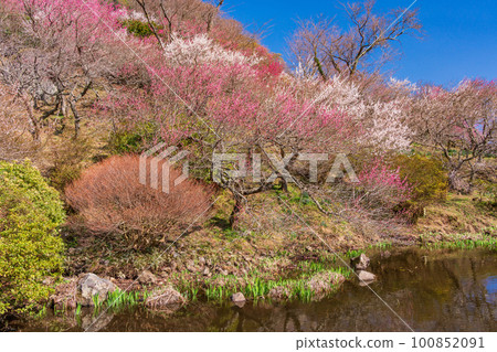 (Kanagawa Prefecture) Yugawara Plum Grove Plum Banquet Red and white plum blossoms along the waterside (Kanagawa Prefecture) Yugawara Plum Grove Plum Banquet Red and white plum blossoms along the waterside 100852091