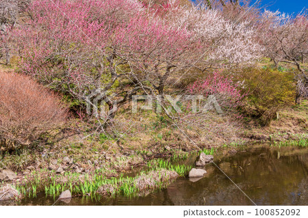 (神奈川縣)湯河原梅林梅宴水邊的紅白梅花 (神奈川縣)湯河原梅林梅宴水邊的紅白梅花 100852092