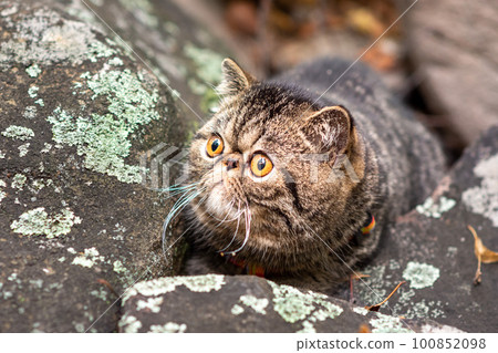 A cute brown tabby exotic shorthair breed of cats sitting on a gray stone n is afraid of traveling outdoors 100852098