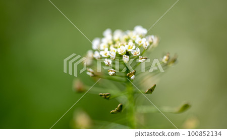 White shepherd's purse flower (penpen grass) close-up (bokeh photography) White shepherd's purse flower (penpen grass) close-up (bokeh photography) 100852134