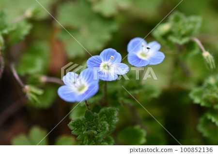Spring Persian speedwell Spring Persian speedwell 100852136