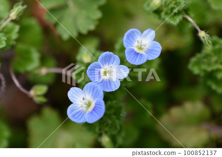 春季波斯Speedwell 春季波斯Speedwell 100852137