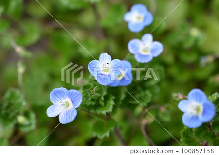 春季波斯Speedwell 春季波斯Speedwell 100852138