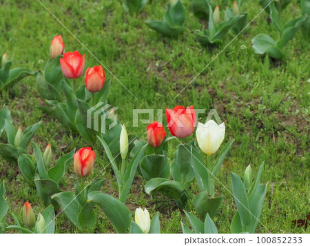 Tulips that bloom moistly in the rain Tulips that bloom moistly in the rain 100852233