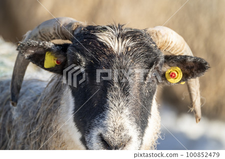 Cluse up of Blackface Sheep in the snow in Ireland Cluse up of Blackface Sheep in the snow in Ireland 100852479