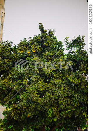 Impressive view of green garden. Farming in springtime. Picturesque day and gorgeous scene. Wonderful image of wallpaper. Location place Sicily island, Italy, Europe. Explore the world's beauty. Impressive view of green garden. Farming in springtime. Picturesque day and gorgeous scene. Wonderful image of wallpaper. Location place Sicily island, Italy, Europe. Explore the world's beauty. 100852926