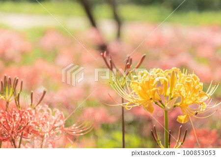 Landscape of cluster amaryllis in Yoshimi Town, Saitama Prefecture 100853053