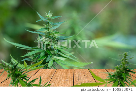 Brown grunge wooden floor and marijuana or Cannabis sativa L. 100853071