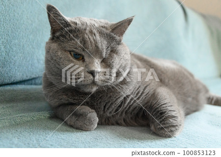 One eyed disabled British cat and rest on sofa. Handicapped pets with disabilities concept. One eyed disabled British cat and rest on sofa. Handicapped pets with disabilities concept. 100853123